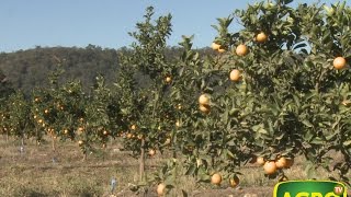 Producción de cítricos jugos y esencias en Jujuy 575 20140809 [upl. by Iruj]