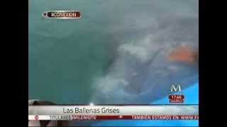 Temporada de apareamiento de la ballena gris en Baja California Sur [upl. by Synn]