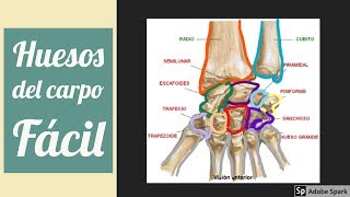 Huesos del carpo en 2 minutos  Mnemotecnias [upl. by Pierre]