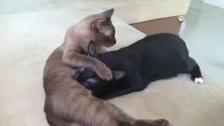 SAD Dog Loses Cat Best Friend But Gets 4 Foster Kittens To Take Care Of  The Dodo [upl. by Pedaias538]