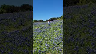 Bluebonnets and sunshine my happy place [upl. by Akym13]