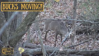 Bucks Chasing Does  THE RUT HAS BEGUN  Deer Hunting 2024 [upl. by Pendleton106]