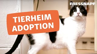 Eine Katze aus dem Tierschutz adoptieren [upl. by Sparkie]