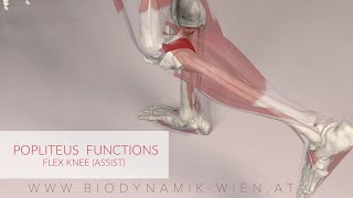 Poplietus Muscle Function Knee Flex Assist 3D Animation [upl. by Jacquelynn]