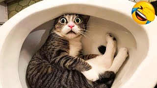 1 Hour Of Funniest Animals 😅 New Funny Cats and Dogs Videos 😸🐶 Part 14 [upl. by Dimmick]