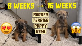 Puppy growing from 8 weeks to 16 weeks  Border Terrier Puppy [upl. by Merry]