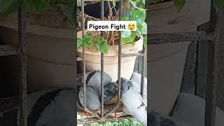 Pigeon Fight 😲 pigeon birdfight nature shorts natureshorts [upl. by Huebner271]