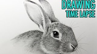 Drawing Time Lapse Rabbit [upl. by Scevor]