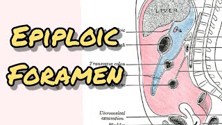 Epiploic foramen  Foramen of winslow [upl. by Bernardi598]