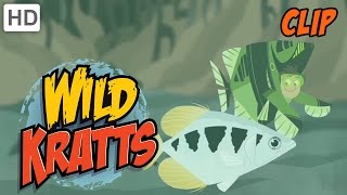 Wild Kratts  Archerfish Target Practice  Learn Something New [upl. by Kial]