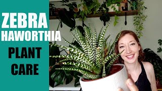 ZEBRA HAWORTHIA PLANT CARE  How to care for a Zebra Haworthia succulent  Haworthiopsis attenuata [upl. by Melvin]