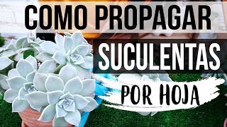 REPRODUCIR SUCULENTAS FÁCIL Y RÁPIDO 2018 PROPAGACION POR HOJA [upl. by Abbotson]