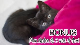 BONUS  Mon chaton de 2 mois et demi [upl. by Aicena]