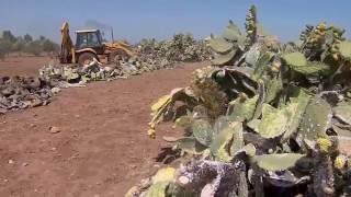 Spot de sensibilisation sur la cochenille du cactus [upl. by Hays]