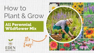 Tips for Growing All Perennial Wildflower Mix [upl. by Abehs998]