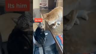 Dog finds the culprit 🤣 dog doglover dogshorts catlover cat catshorts funnydogvideos [upl. by Lehet]