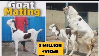 Female Goat mating with Hyderabadi Goat STAR Goats FARM Asif STD [upl. by Vachil10]