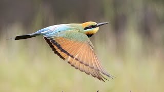 Rainbow Bee eaters nesting and feeding in North East Victoria [upl. by Nallij]