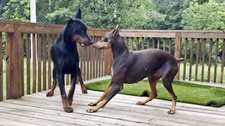 Freya the Dobermans First Step Towards Motherhood [upl. by Randi]