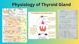 Physiology of Thyroid Gland [upl. by Etneciv]