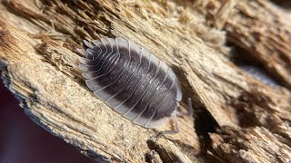 17 Porcellio werneri [upl. by Slavin]