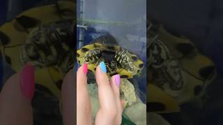 Le TARTARUGHE dimostrano AFFETTO 🤔🐢😍 pets animals tartaruga turtles [upl. by Retsel]