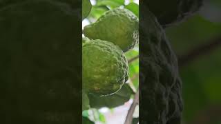 Kaffir lime fruits fragrant gardenplants fruitstagram fruitofinstagram shorts video herb [upl. by Ryhpez875]