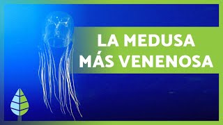 Avispa de mar ☠️ La MEDUSA más VENENOSA 5000 Muertos [upl. by Hanad]