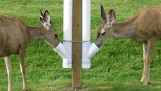 How to build an inexpensive homemade deer feeder [upl. by Chiquia]