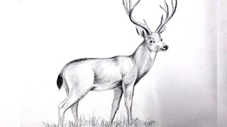 How to draw a deer step by step  Pencil shading  Charcoal [upl. by Amsirhc]