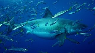 20 Foot Megashark Filmed in Mexican Waters [upl. by Ahsinan]