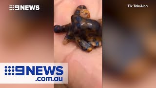 Tourist holds deadly blueringed octopus  Nine News Australia [upl. by Eloisa]