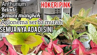 BUNGA AGLONEMAHOKERI PINKGC VARIGATAKELADI BERBAGAI JENISSEMUA SERBA MURAH DAN TERJANGKAU [upl. by Melva]