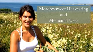 Harvesting Meadowsweet Filipendula ulmaria to make herbal remedies [upl. by Quartana]