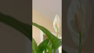 Peace lily Blooms plantcare shorts plantas [upl. by Nevet]