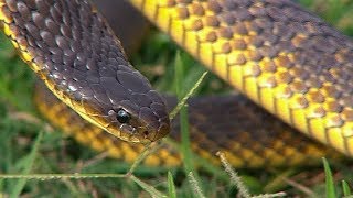 Finding Tiger Snakes  Deadly 60  BBC Earth Explore [upl. by Edgardo]