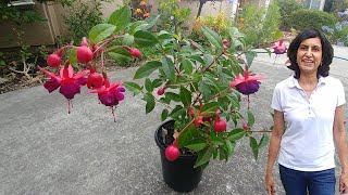 Propagating Fuchsia from cuttings with actual results [upl. by Nnylyrehc130]