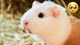 5 Signs your Guinea Pig is Unhappy [upl. by Arbmat]