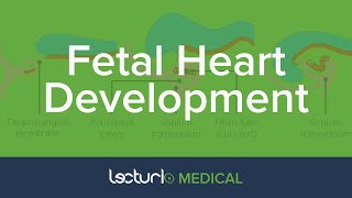 Early Fetal Development of the Heart  Embryology [upl. by Oramlub]