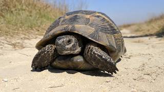 Wild Spurthighed tortoise Testudo graeca ibera on the move [upl. by Marsden]