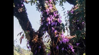 Pleione praecox in Nepal Himalaya [upl. by Aihcila]