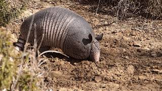 NineBanded Armadillo in daylight at Emerald River Ranch  020221 [upl. by Zoller]