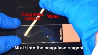 Coagulase Test [upl. by Acinhoj674]