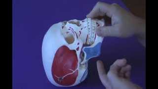 TMJ Muscle Palpation [upl. by Cesaria]