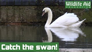 Crashed swan given a second chance in the wild [upl. by Florida]