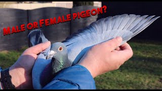 How to tell the difference between Male and Female pigeons [upl. by Nahij]