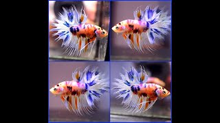 RARE Betta Fish Fancy NEMO CANDY 5 COLORS KOI Crowntail CT Male C495 [upl. by Thatch599]