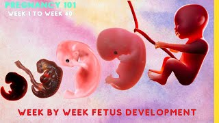 Pregnancy Week by Week Fetal Development from Week 0 to Week 40 human pregnancy baby [upl. by Aehsal103]