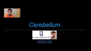 Cerebellum [upl. by Yssej]