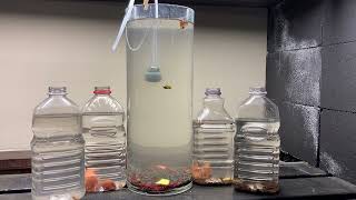 DAPHNIA CULTURE STATION Video 3 [upl. by Morganne]